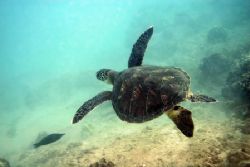 Dirty diving, poor vis...surf up, but it's still diving. ... by Glenn Poulain 